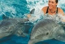 Swim with Dolphins